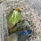 للبيع فروخ روز