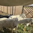 للبيع خروفين فحوله حريات
