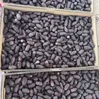 تمر صفاوي للبيع