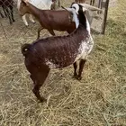 تيس اوشح فحل
