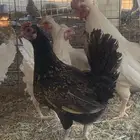 البيع دجاج قزم