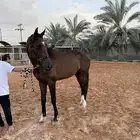 حصان انقليزي للبيع
