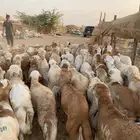 70 طليان رفيدي