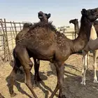 للبيع قعود
