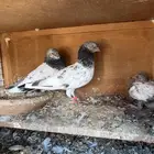 حمام باكستاني