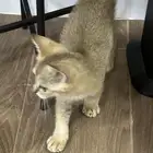 قطة