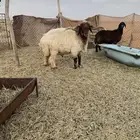 سلام عليكم