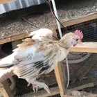 ديكه بلدي