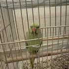 ببغاء درة اليف ذكر