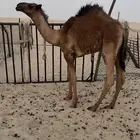 حاشي لباني