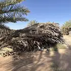 للبيع سعف نخل جريد