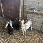 عنز جنوبيه وجفره عارضيه
