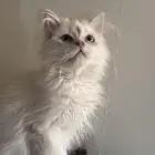 قط هيمالايا