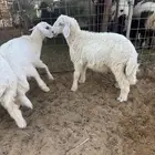 بهم حري العدد سبعة العمر أربع شهور