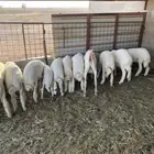 تم البيع تم البيع تم البيع طليان حري عدد 10 وثلاث ارخال