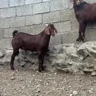 تيس ادهم فاخر