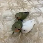 فروخ روز الليفه