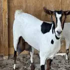 عنز جنوبيه