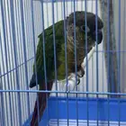 طيور ببغاء كنيور