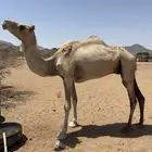 ناقه منتج للبيع