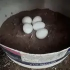 دجاجتين وديكين للبيع