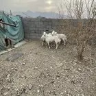 رخال مراح