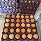 دجاج حبشي فرعوني ( حجل )