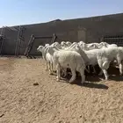 طليان جذعان حريه