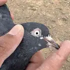 حمام باكستاني شينة و تيدي