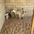 ماعز جنوبيه