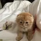 قط عمره شهرين للتبني