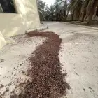 تمر علف