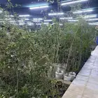 مشتل اشجار شتلات