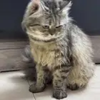 قطة ذكر شيرازي للبيع