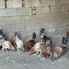 السلام عليكم ورحمه الله وبركاته للبيع ديوك بلدي العدد 18