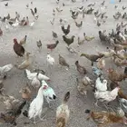 دجاج بلدي نضيف أعمارها حوالي ثلاث شهور ونص