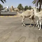 العدد 5 قعدان لبانية واساسهن طيب