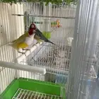 جوز قولدن فنيش