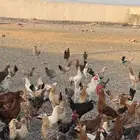 دجاج بشاير للبيع