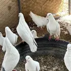 حمام فرنسي