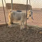 عنز مشروكه طيبه