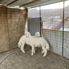 خروفين ورخل