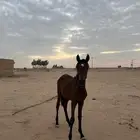 مهر شعبي