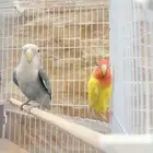 البيع جوز روز