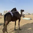 عشراء طييبة اا