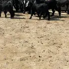 تيوس
