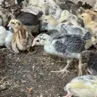 صوص بلدي عمر اسبوعين