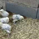 صوص براهما