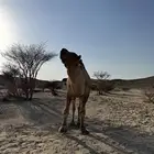 بعير للببيع مشروط
