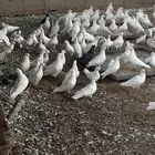 حمام فرنسي مشكل